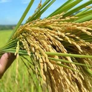 Bibit Padi Unggul Kualitas Dasar (Label Putih) per Kilogram